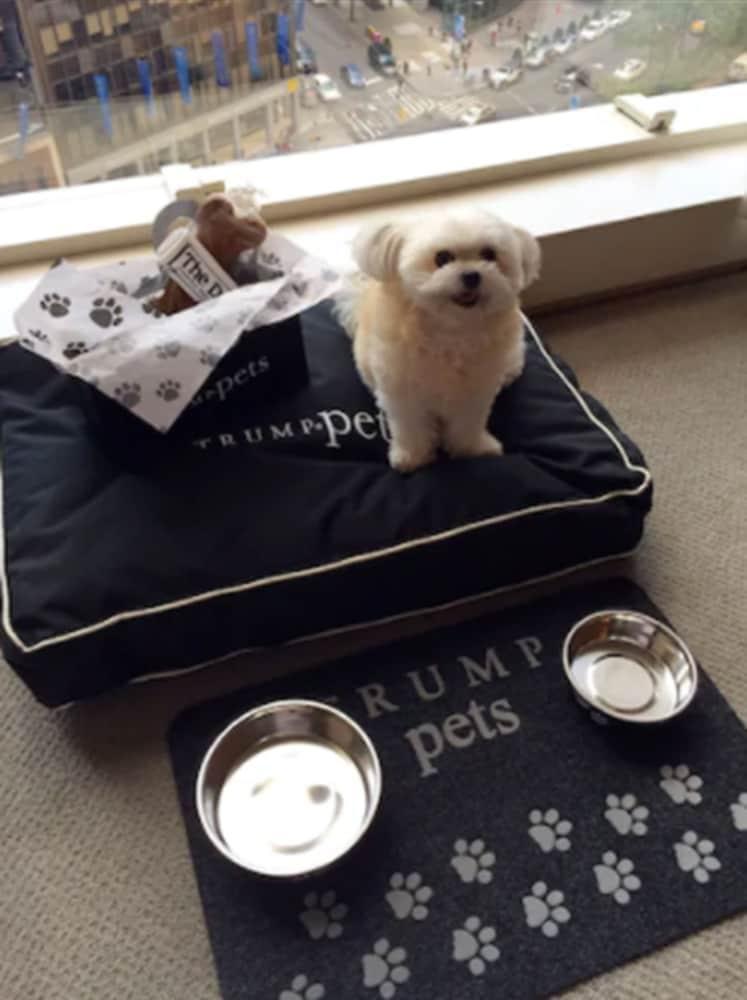 Trump International New York Exterior foto Trump's dog, "Tilly"